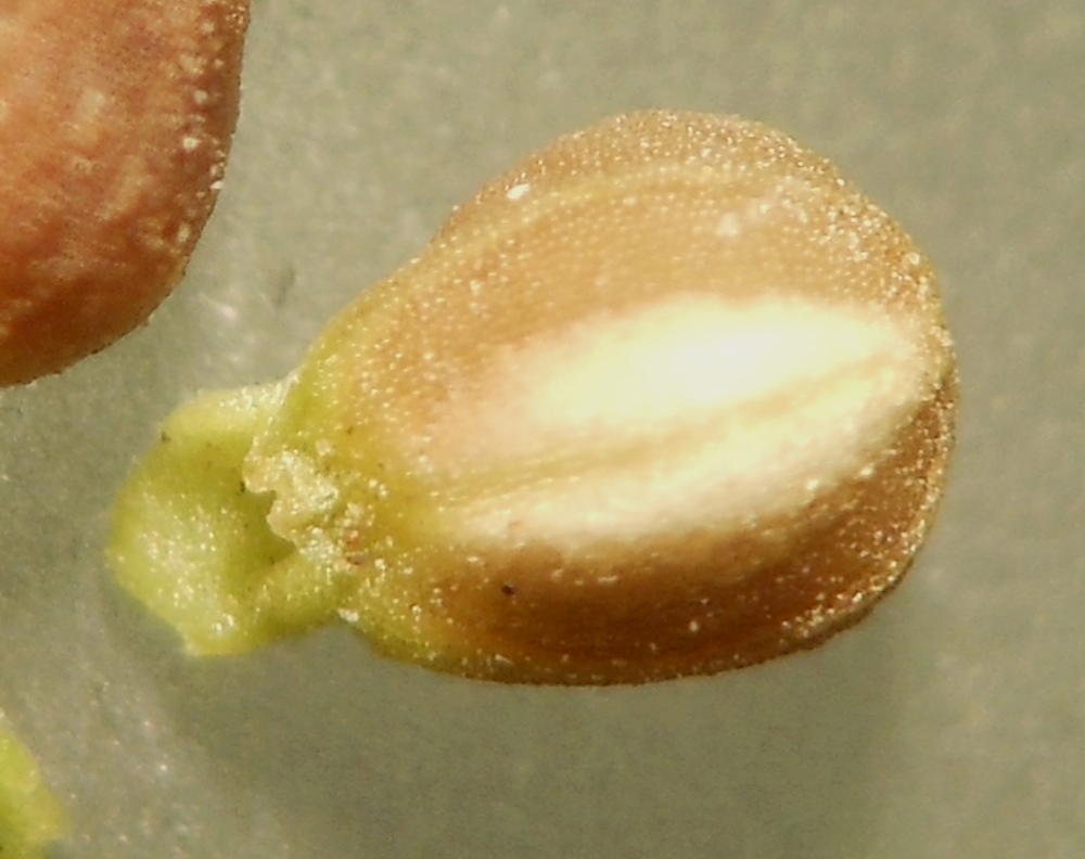 Valerianella rimosa Bastard / Gallinella liscia